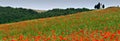 Cappella Di Vitaleta or Vitaleta Chapel near Pienza in Tuscany. Beautiful field of red poppies and the famous Chapel on background Royalty Free Stock Photo