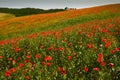 Cappella Di Vitaleta or Vitaleta Chapel near Pienza in Tuscany. Beautiful field of red poppies Royalty Free Stock Photo