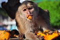 A cappuchine monkey eating papaya Royalty Free Stock Photo