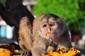 A cappuchine monkey eating papaya Royalty Free Stock Photo