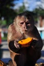 A cappuchine monkey eating papaya Royalty Free Stock Photo