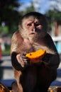 A cappuchine monkey eating papaya Royalty Free Stock Photo