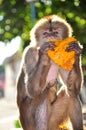 A cappuchine monkey eating papaya Royalty Free Stock Photo