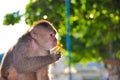 A cappuchine monkey eating papaya Royalty Free Stock Photo