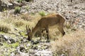 One Capra aegagrus cretica wild animal in Greek mountains, eating grass on stones Royalty Free Stock Photo