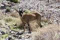 One Capra aegagrus cretica wild animal in Greek mountains, curious face Royalty Free Stock Photo