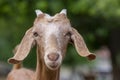 Capra aegagrus hircus Anglo-nubian goat funny farm animal with cool long ears and brown hair on pasture