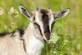 Capra aegagrus hircus, Goat. Royalty Free Stock Photo