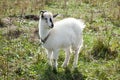 Capra aegagrus hircus, Goat. Royalty Free Stock Photo