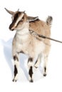 Capra aegagrus hircus, Goat. Royalty Free Stock Photo