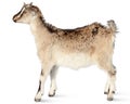 Capra aegagrus hircus, Goat. Royalty Free Stock Photo