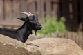 Capra aegagrus hircus - profile of the head of a domestic goat, has a black coat, beard, short pointed horns and looks ahead. Nice