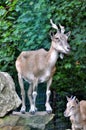 Capra falconeri heptneri