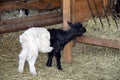 Capra Hircus Goat Baby valois goat Srock Photo