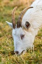 Capra hircus A goat grazing in a meadow Royalty Free Stock Photo