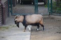 Capra hircus hircus domestico in the zoo Royalty Free Stock Photo