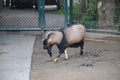 Capra hircus hircus domestico in the zoo Royalty Free Stock Photo