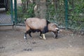 Capra hircus hircus domestico in the zoo Royalty Free Stock Photo