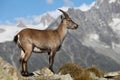 Capra ibex