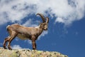 Capra ibex Royalty Free Stock Photo