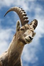 Capra ibex Royalty Free Stock Photo