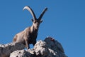 Capra ibex Royalty Free Stock Photo