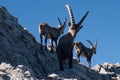 Capra ibex Royalty Free Stock Photo