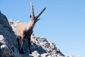 Capra ibex Royalty Free Stock Photo