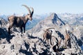 Capra ibex Royalty Free Stock Photo