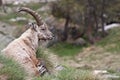 Capra Ibex - Italian Alps