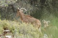 Capra pyrenaica, mountain goat among bushes and pine trees in the preventorium of Alcoi Royalty Free Stock Photo