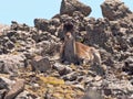Capra walia, Walia ibex, is the rarest ibex, in the Simien Mountains of Ethiopia lives about 500 animals Royalty Free Stock Photo