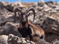 Walia ibex, Capra walia , is the rarest ibex, in the Simien Mountains of Ethiopia lives about 500 animals. Royalty Free Stock Photo