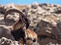 Walia ibex, Capra walia , is the rarest ibex, in the Simien Mountains of Ethiopia lives about 500 animals. Royalty Free Stock Photo