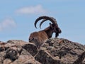 Capra walia, Walia ibex, is the rarest ibex, in the Simien Mountains of Ethiopia lives about 500 animals Royalty Free Stock Photo