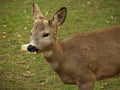 Capreolus capreolus - European roe deer