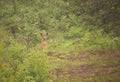 Capreolus capreolus hiding in the bushes Royalty Free Stock Photo