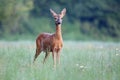 Capreolus capreolus, Roe Deer. Royalty Free Stock Photo