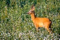 Roe deer male in summer buckwheat field