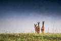 capreolus capreolus, roe deer three female Royalty Free Stock Photo