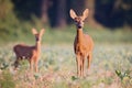 Capreolus capreolus, Roe Deer. Royalty Free Stock Photo