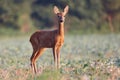 Capreolus capreolus, Roe Deer. Royalty Free Stock Photo