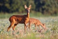 Capreolus capreolus, Roe Deer. Royalty Free Stock Photo