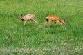 two Roe deer in a meadow Royalty Free Stock Photo