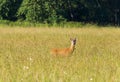 Capreolus capreolus, roe deer animal standing in meadow with forest in background Royalty Free Stock Photo