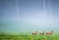 capreolus capreolus, roe deer three female in mist Royalty Free Stock Photo