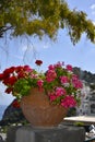 Flowers in Capri island, Italy Royalty Free Stock Photo