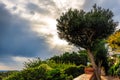 Capri island sunset behind a tree with scattered clouds Royalty Free Stock Photo