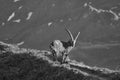 Capricorn Alpine Ibex Capra ibex Mountain Swiss Alps Black and White Landscape Scenery