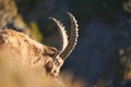 Capricorn Alpine Ibex Capra ibex Mountain Swiss Alps